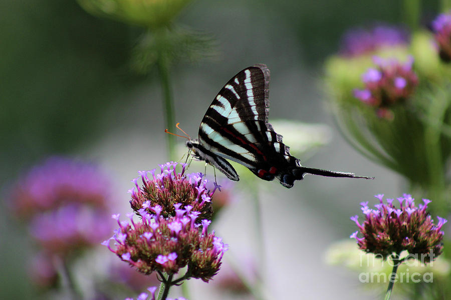 Zebra Swallowtail Butterfly on Verbena Photograph by Karen Adams