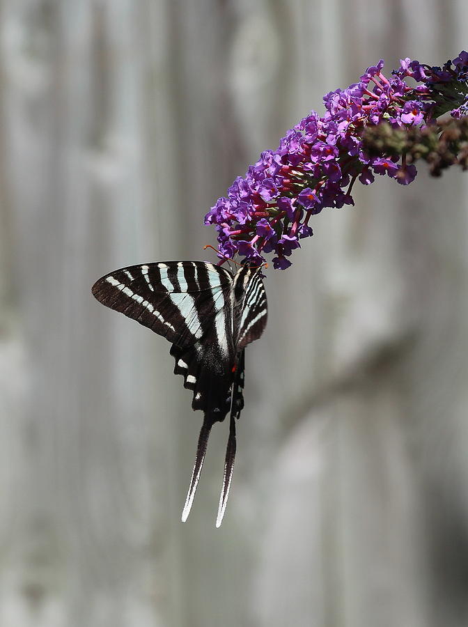 Zebra Swallowtail Butterfly  Photograph by Shannon Louder