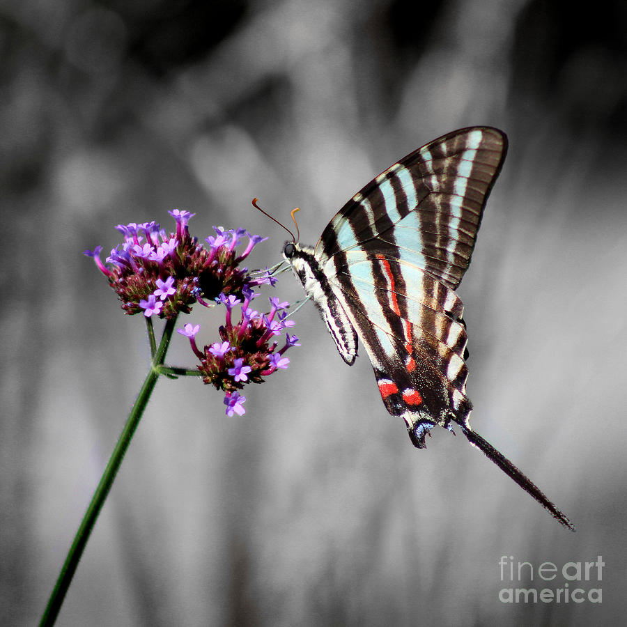 Zebra Swallowtail Butterfly Stripes Square Photograph by Karen Adams