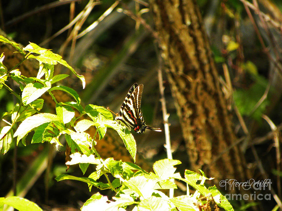 Zebra Swallowtail Butterfly Photograph by Terri Mills