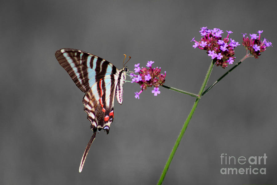 Zebra Swallowtail Butterfly with Verbena Photograph by Karen Adams