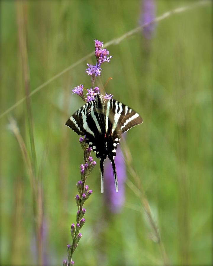 Zebra Swallowtail Photograph by Carol Bradley