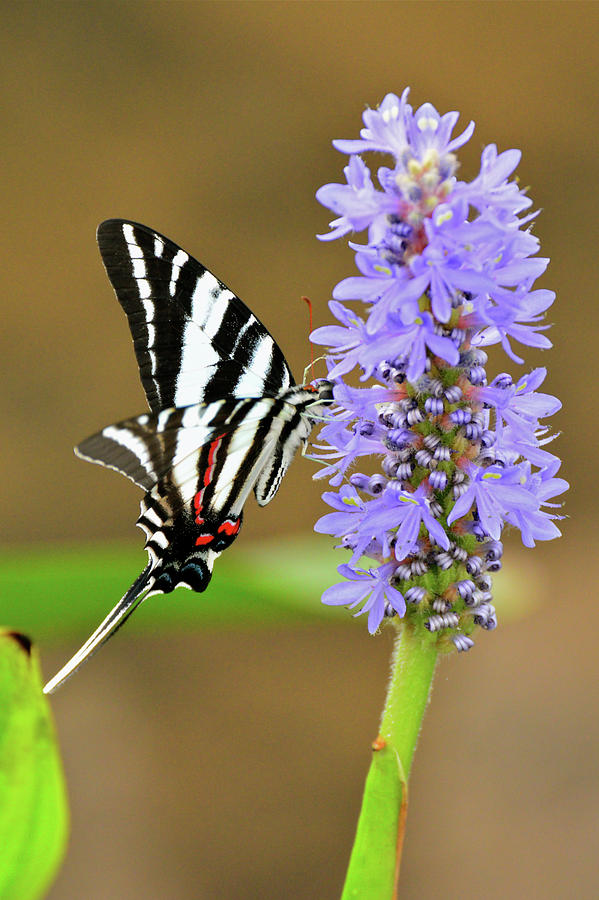 Zebra Swallowtail Photograph by Don Mercer