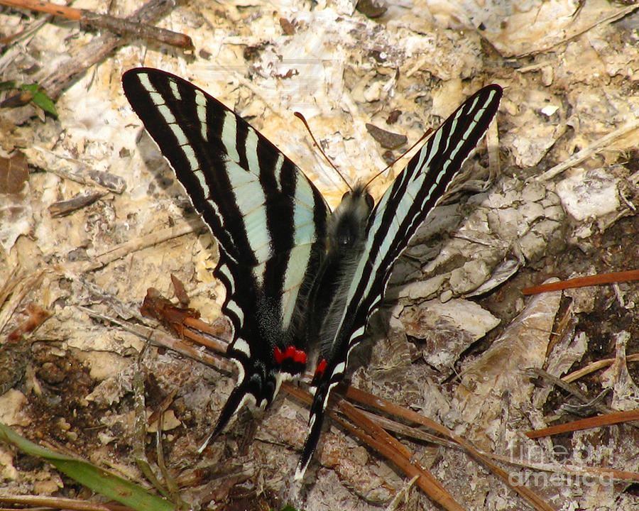 Zebra Swallowtail Photograph by Donna Brown