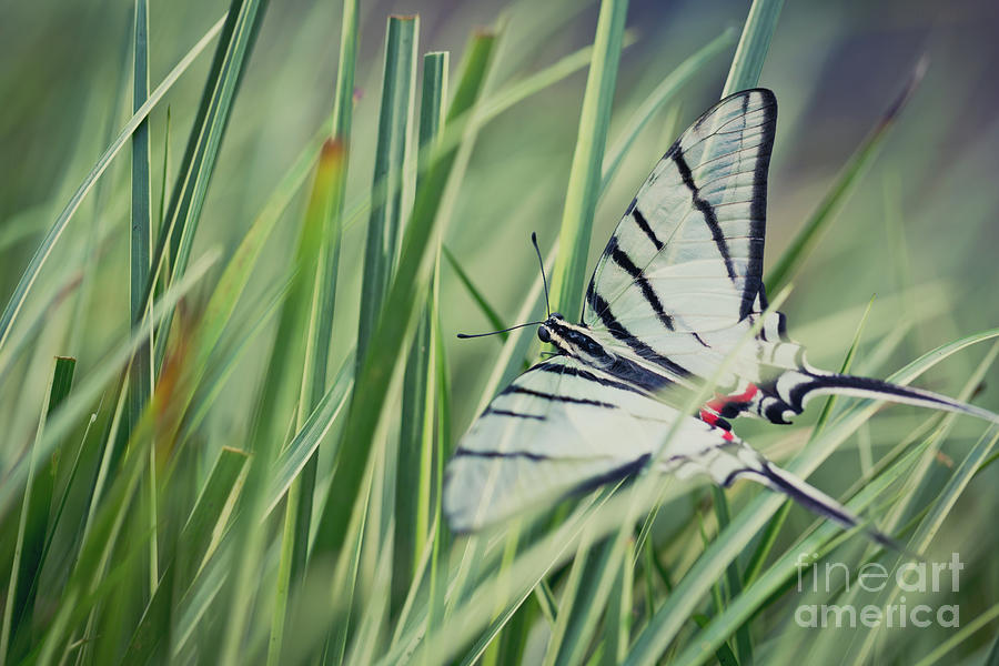 Zebra Swallowtail Photograph by Eva Lechner
