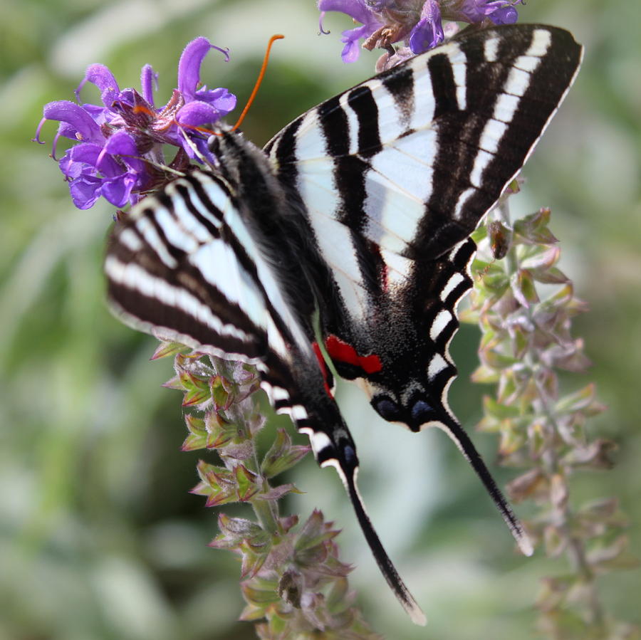Zebra Swallowtail Photograph by Joseph Skompski