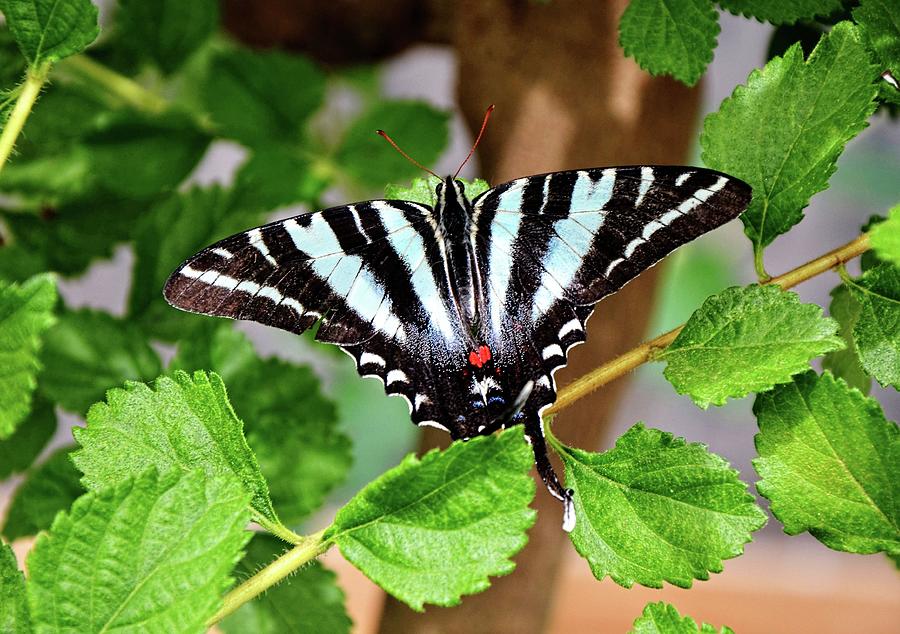 Zebra Swallowtail Photograph by Ronda Ryan