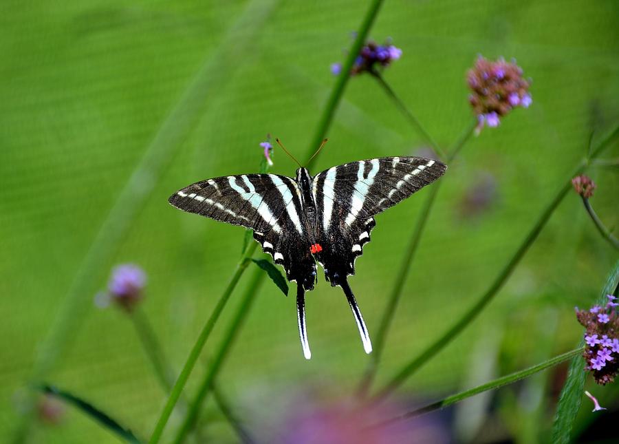 Zebra Swordtail Photograph by Ronda Ryan