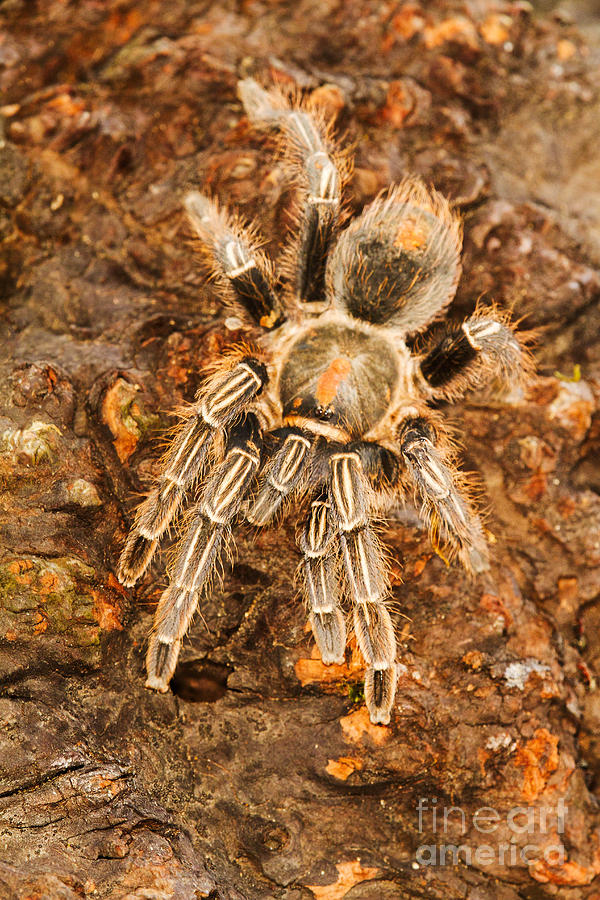 Spider Photograph - Zebra Tarantula   by Todd Bielby