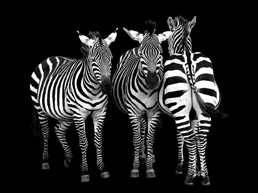 Zebra - Threes A Crowd Photograph by Gill Billington