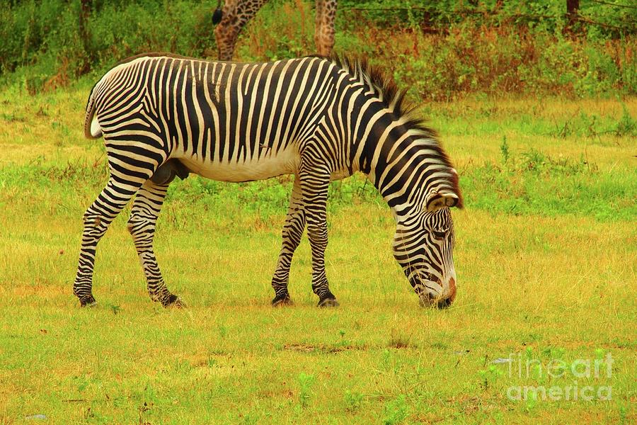 Zebra by Tom Maxwell Zebra by Tom Maxwell