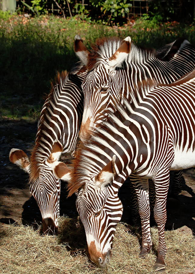 Zebra Trio Photograph by Daniel Caracappa - Pixels