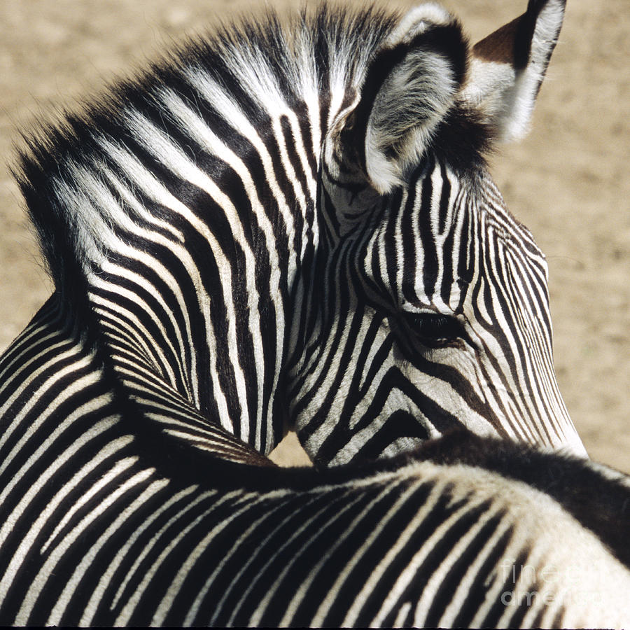 Zebra Twisting Photograph by Paulette Sinclair