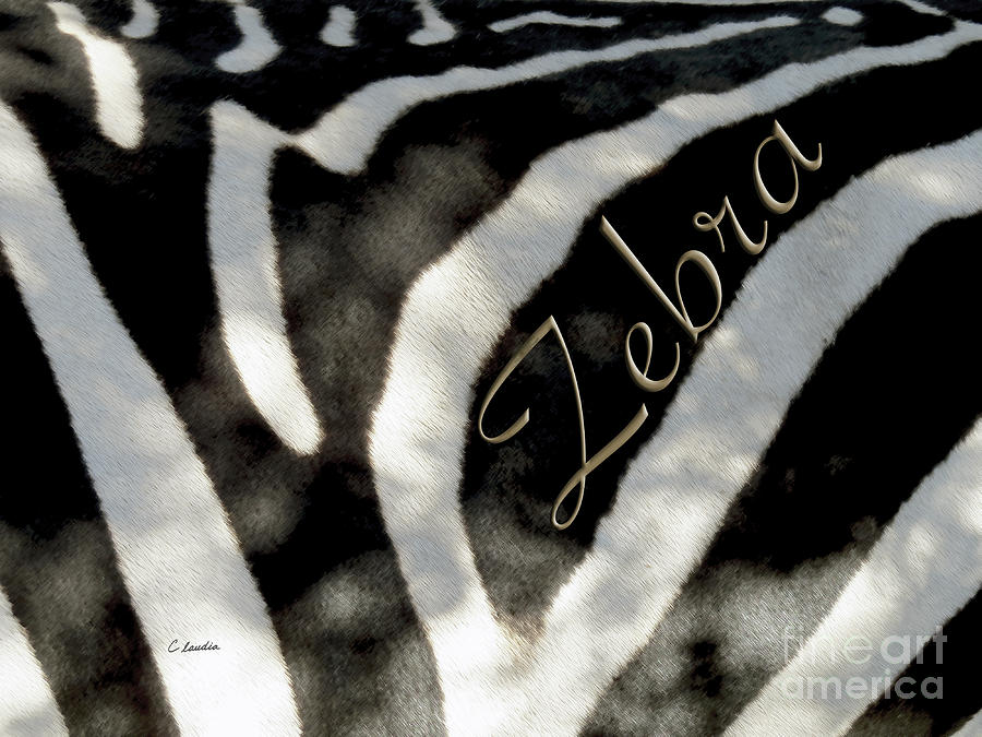 Zebra under the shadows Photograph by Claudia Ellis