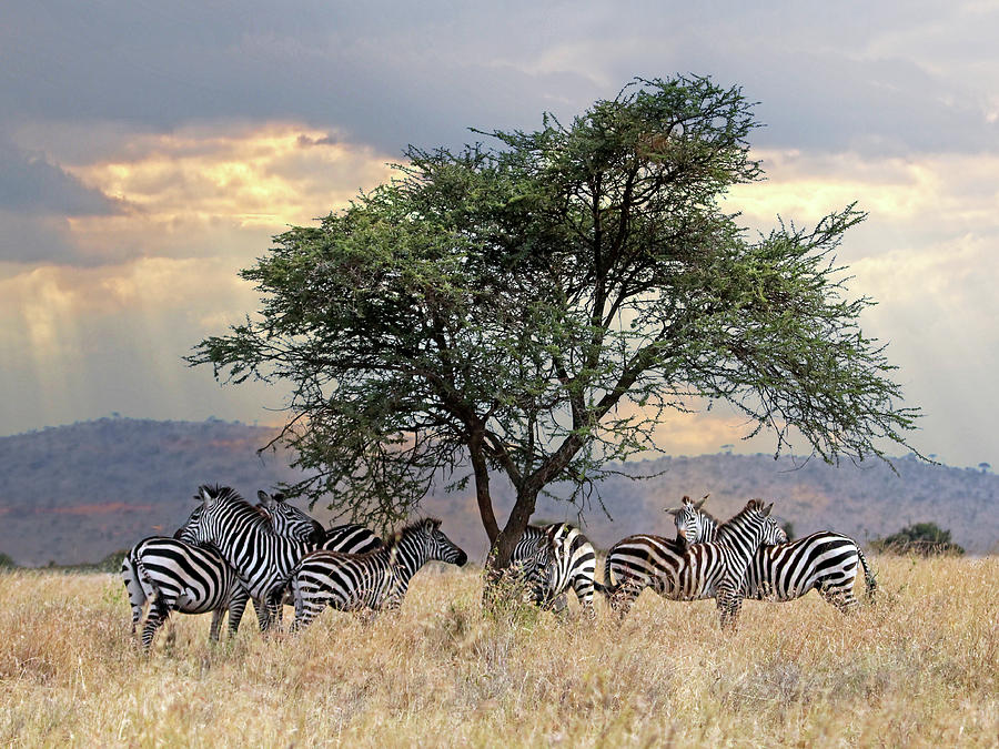 Zebra Under Tree in Africa Photograph by Gill Billington