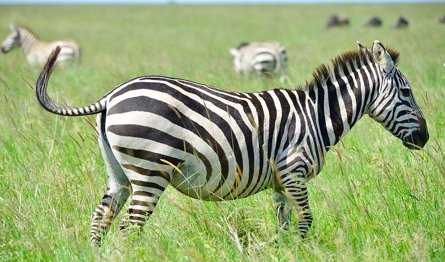 Zebra wag the tail Photograph by Omar Shafey Pixels