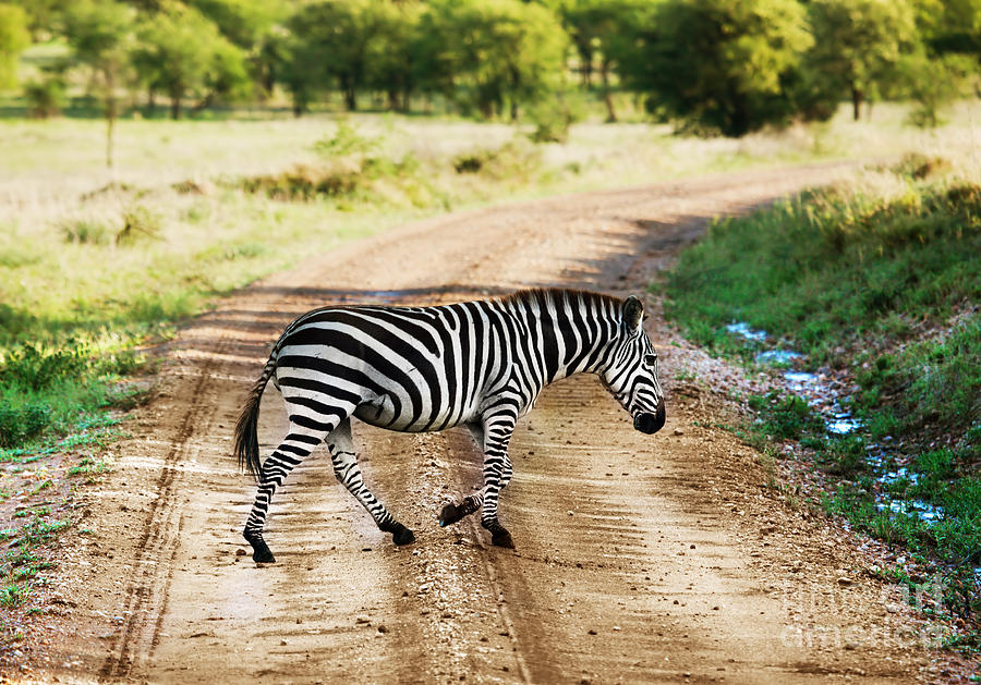 Zebra walking on road on African savanna. Photograph by Michal Bednarek