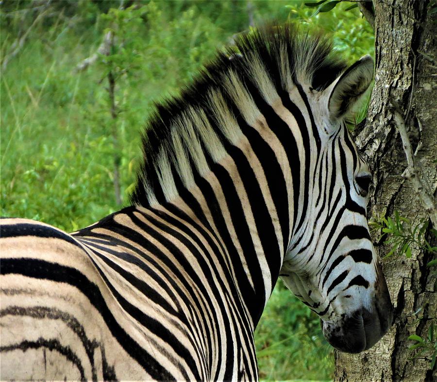 Zebra Walks Photograph by Vijay Sharon Govender