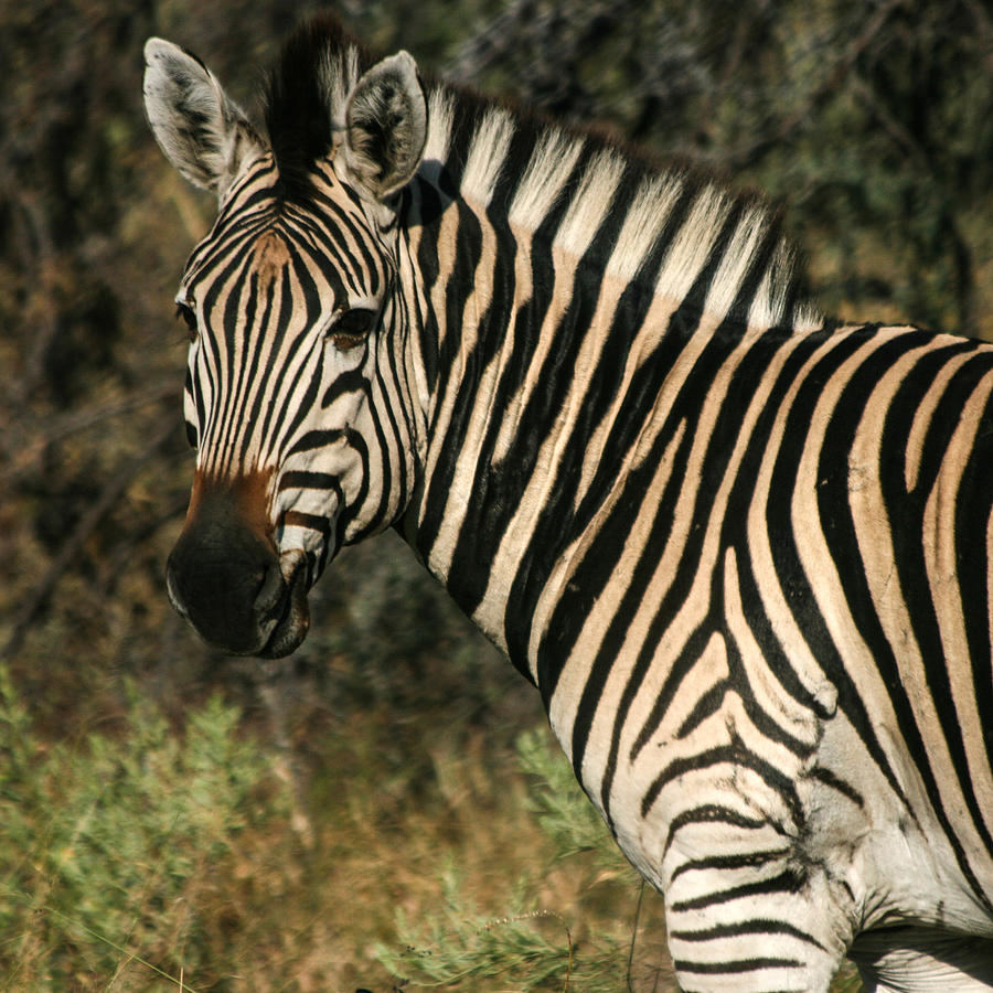 Zebra Watching Sq Photograph by Karen Zuk Rosenblatt