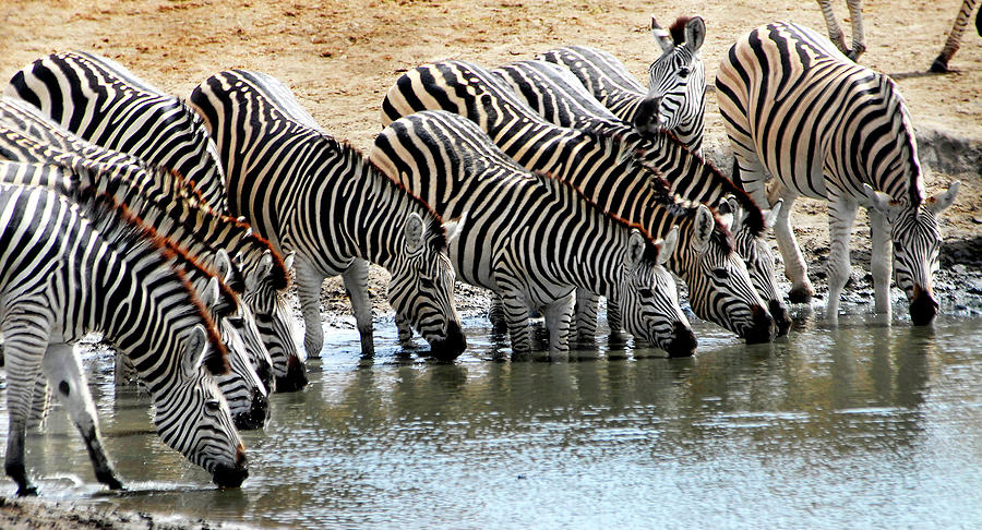 Zebra Water break Photograph by Ted Keller