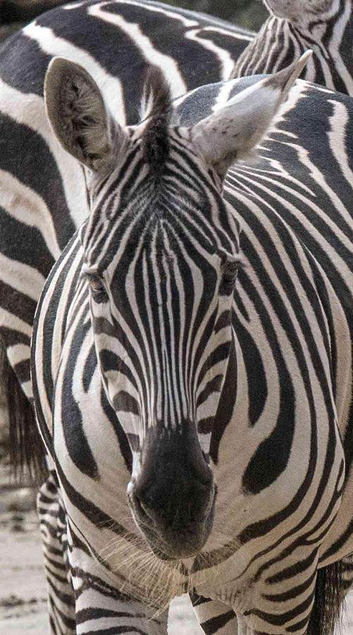 Zebra Photograph by William Bitman