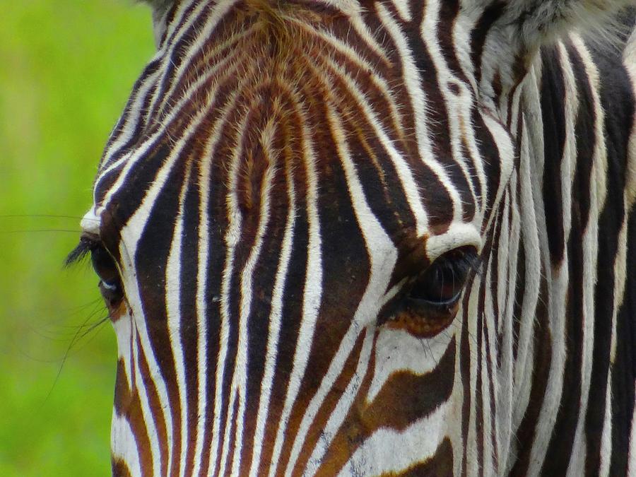 Zebra with brown top hair Photograph by Exploramum Exploramum - Pixels