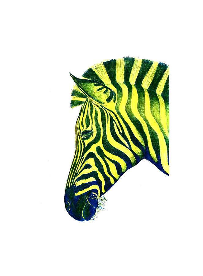 Zebra yellow-blue Drawing by Ella Boughton