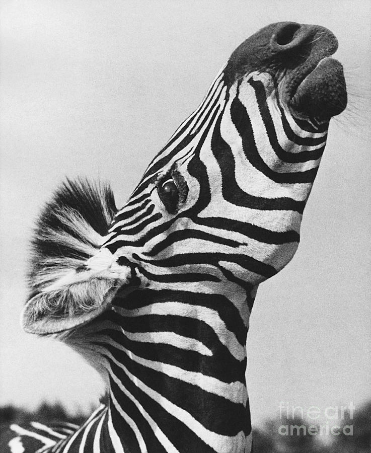 Zebra Photograph by Ylla