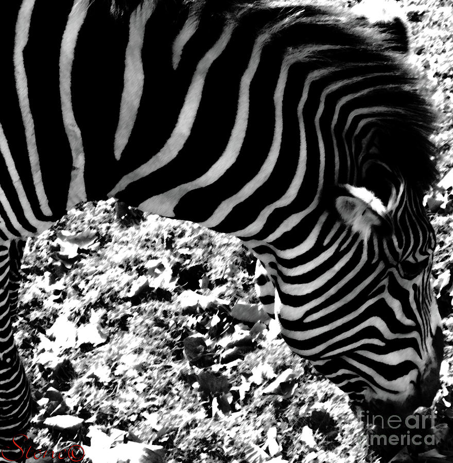 Zebra2 Photograph by September Stone
