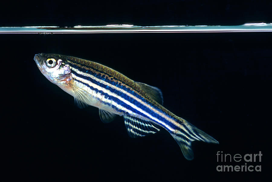 Zebrafish Danio Rerio Photograph by Inga Spence