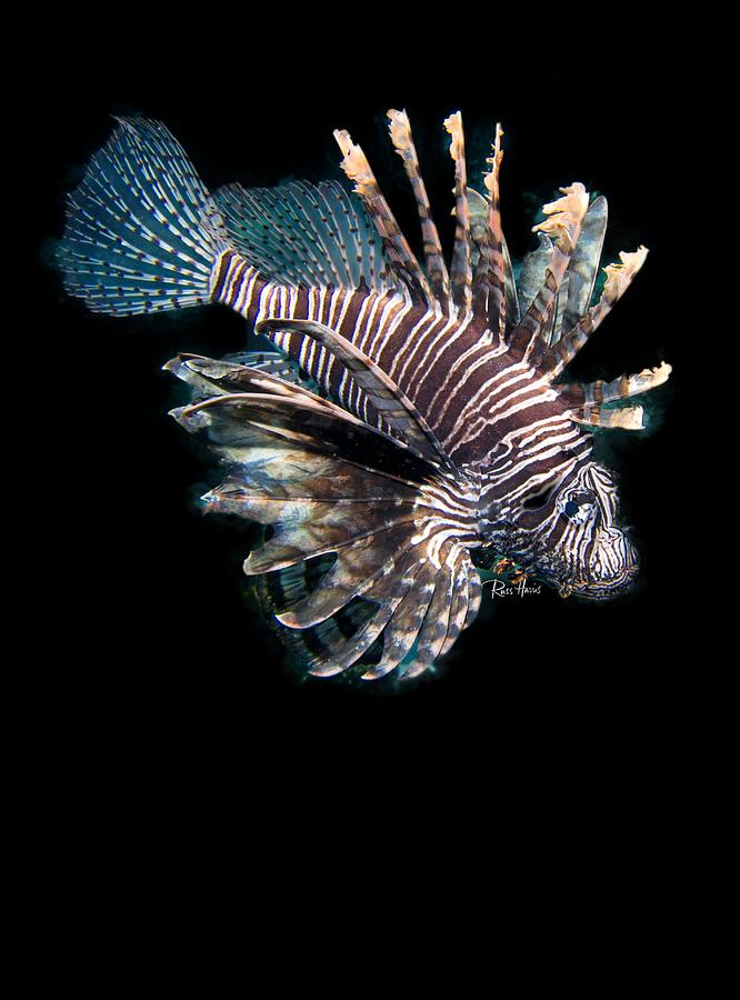 Lionfish Photograph - Zebrafish by Russ Harris
