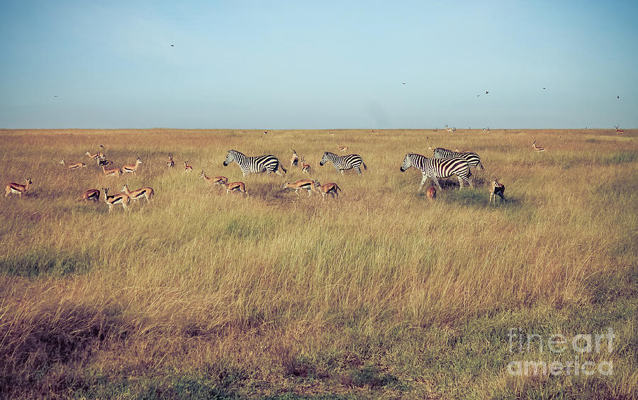 Zebras and gazelles Photograph by Cami Photo