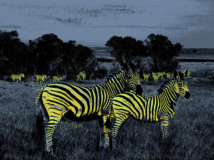Tree Photograph - Zebras at Night by Jim Kuhlmann