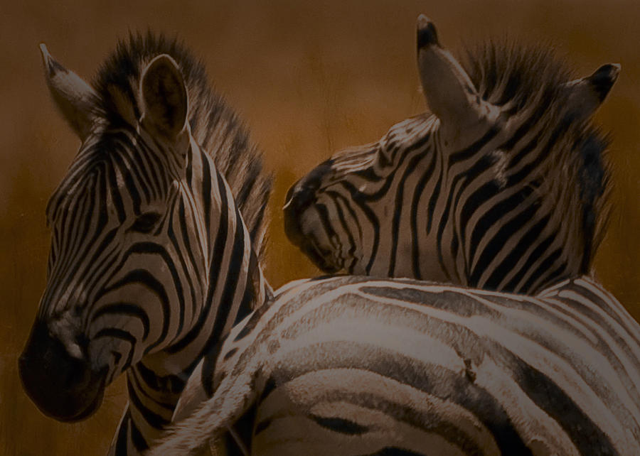 Zebras at play Photograph by Patrick Kain