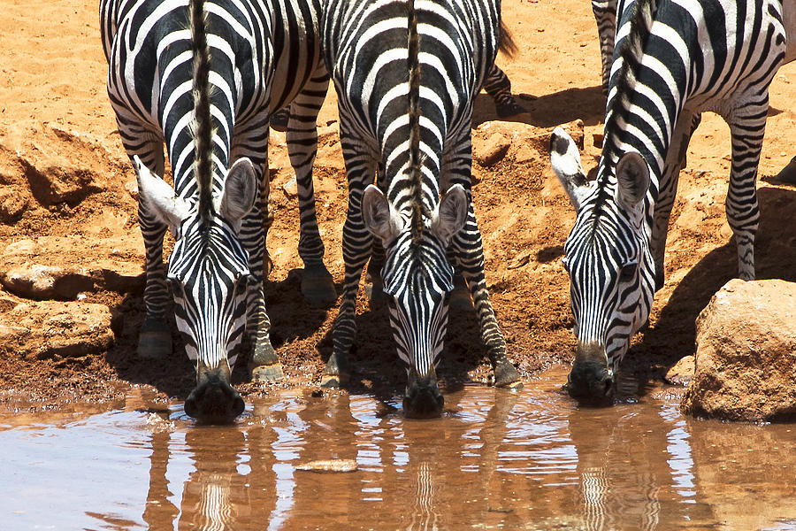 Zebra Photograph - Zebras at the Watering Hole by Marion McCristall