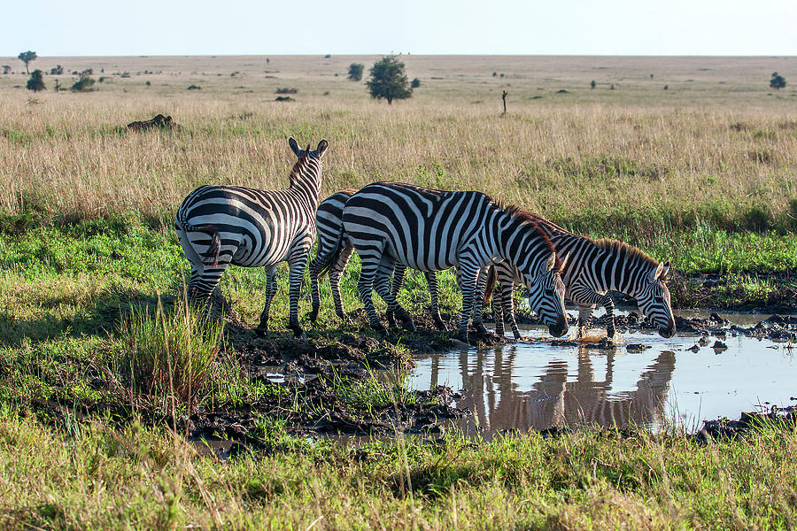 Zebras at the Watering Hole Photograph by Sally Weigand
