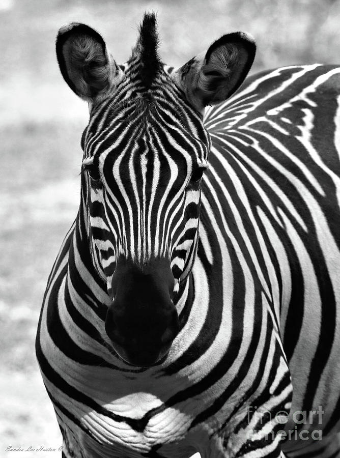 Zebra's Attention Photograph by Sandra Huston | Fine Art America