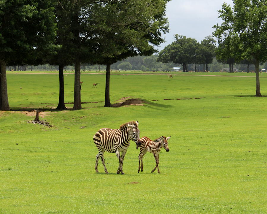 Zebras Photograph by Beth Vincent