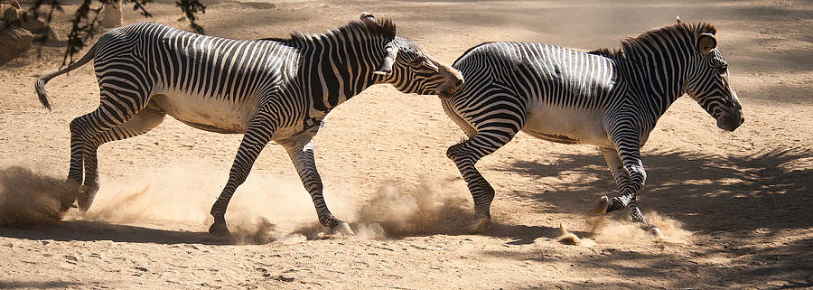 Zebras Bite Photograph by Paul W Sharpe Aka Wizard of Wonders