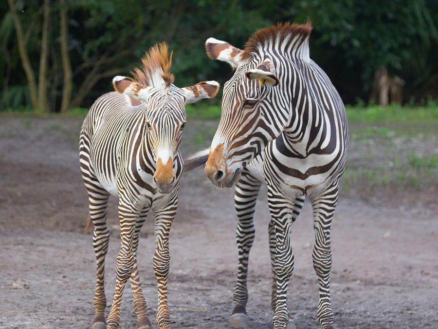 Zebras Photograph by Dart Humeston