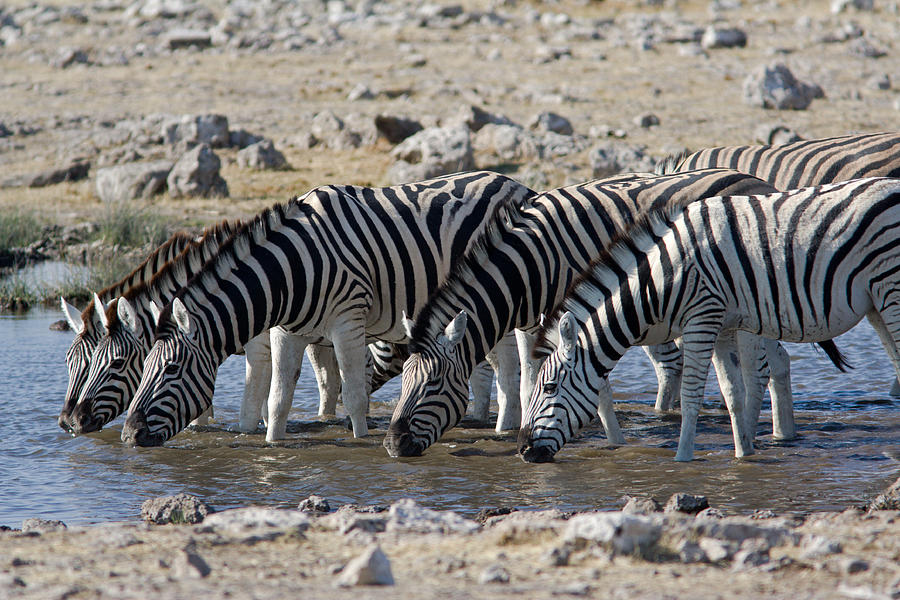 Zebra Photograph - Zebras Drinking by Aivar Mikko