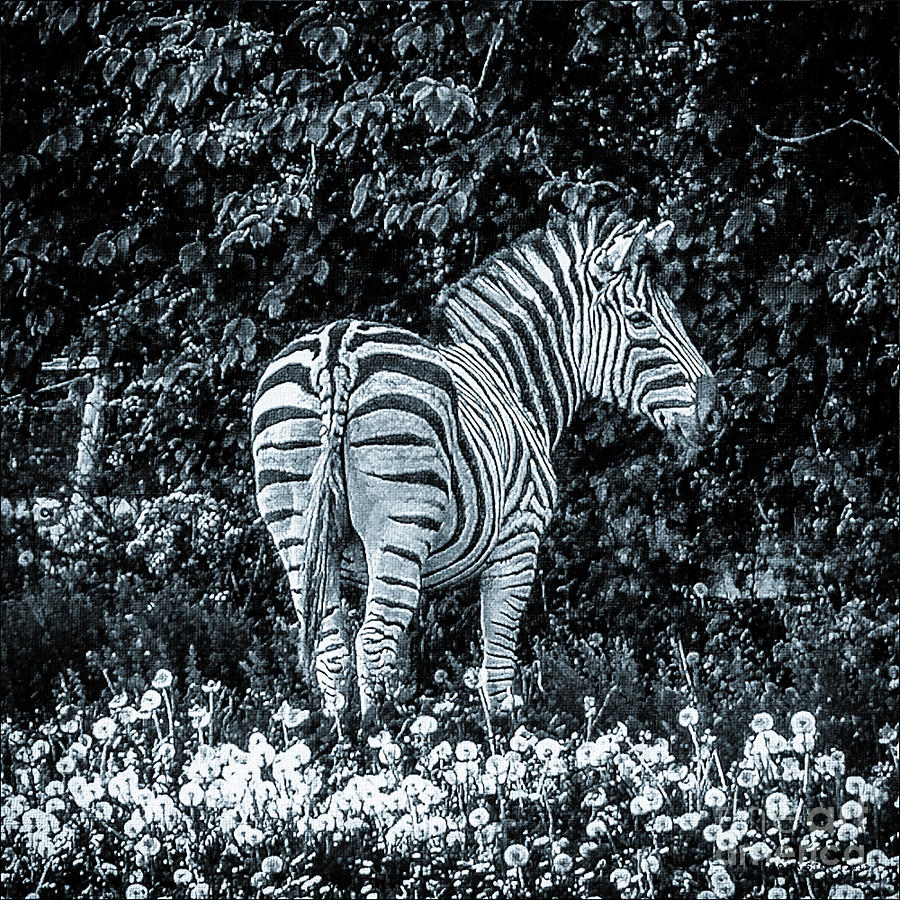 Zebras Garden Eden BW Photograph by Mona Stut