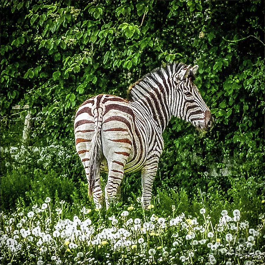 Zebras Garden Eden Photograph by Mona Stut