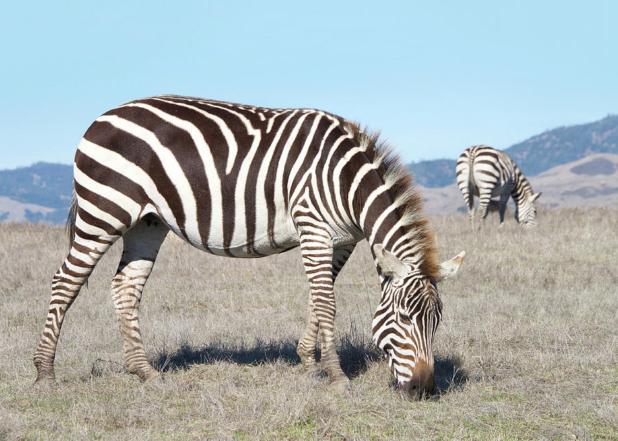 Animal Photograph - Zebras Grazing by Sheila Fitzgerald