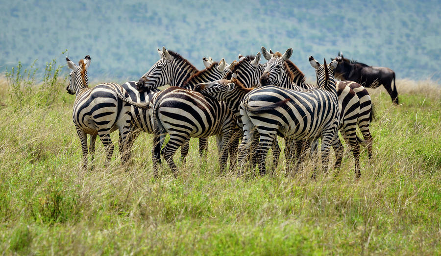 Zebras In Africa Photograph by Susan Coffey - Fine Art America