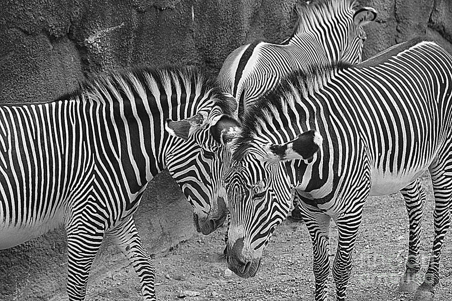 Black And White Photograph - Zebras in Black and White by CS Jackson