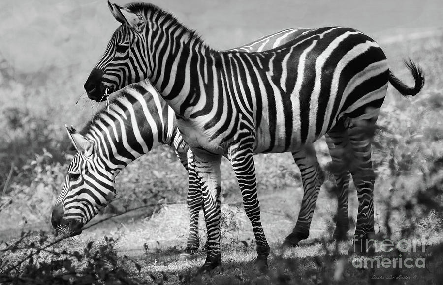 Zebras In Black and White Photograph by Sandra Huston