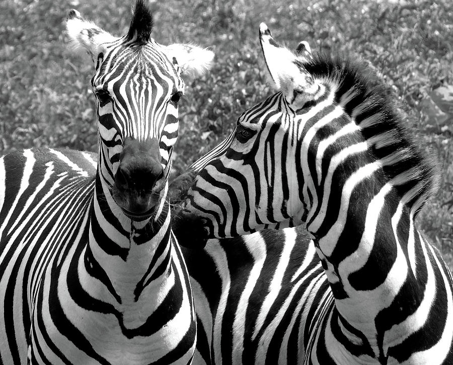 Zebras in black and white Photograph by Susan Lafleur