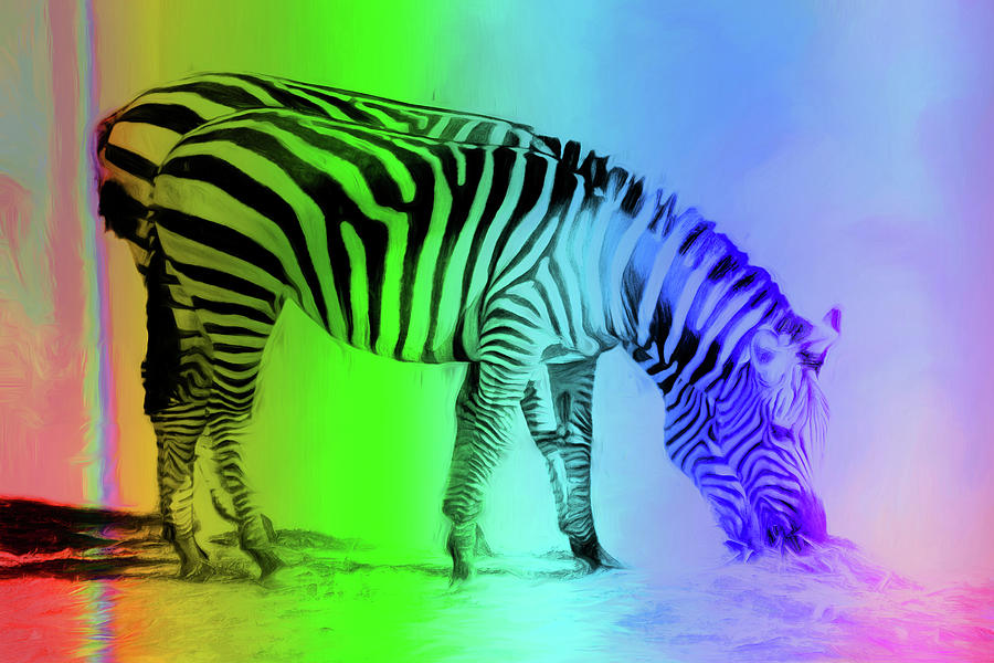 Zebras - In Color Photograph by Nikolyn McDonald