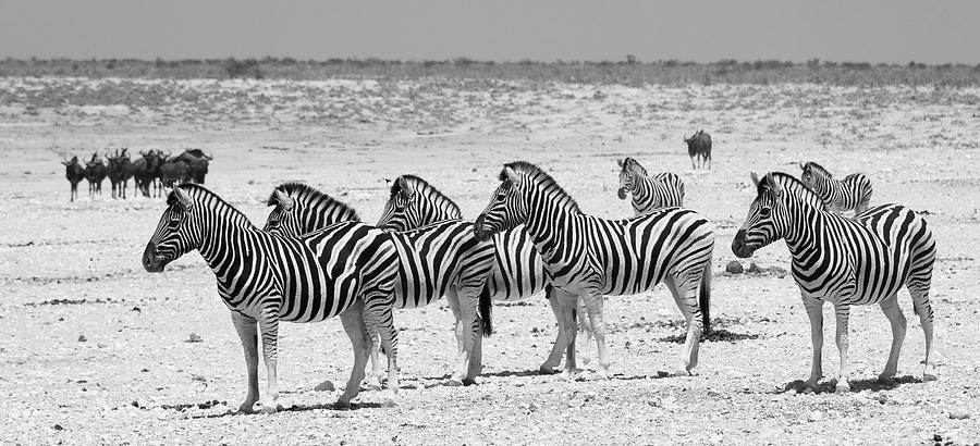 Zebras in  Formation Photograph by Rich Isaacman